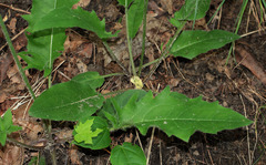 Hieracium sylvularum