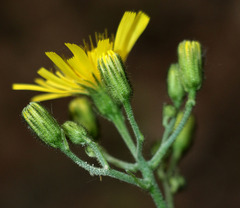 Hieracium sylvularum