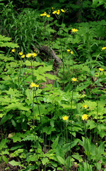 Hieracium sylvularum