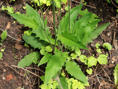 Hieracium sylvularum