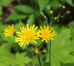 Hieracium sylvularum