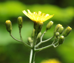 Hieracium sylvularum