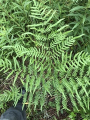 Pteridium caudatum