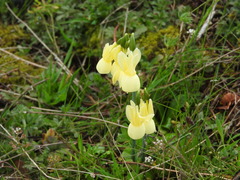 Narcissus triandrus pallidulus