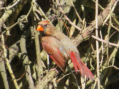 Cardinalis cardinalis