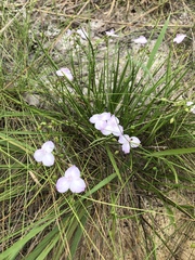 Callisia ornata