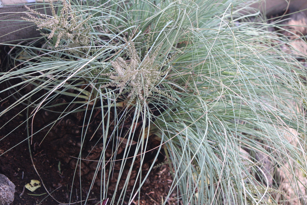 Beaucarnea hookeri, Querétaro, MX
