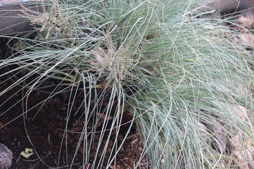 Beaucarnea hookeri