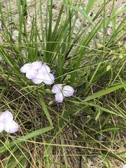 Callisia ornata