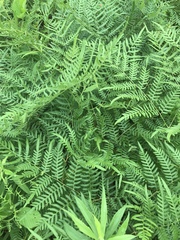 Pteridium caudatum
