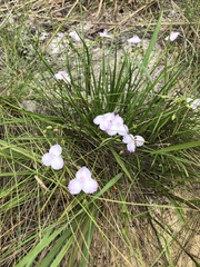 Callisia ornata