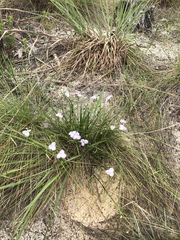 Callisia ornata