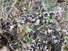 Peltigera ponojensis