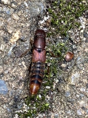 Platydracus cinnamopterus