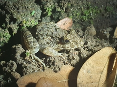 Fejervarya limnocharis