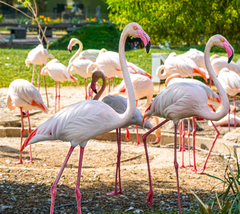 Phoenicopterus roseus