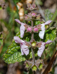 Stachys rigida quercetorum