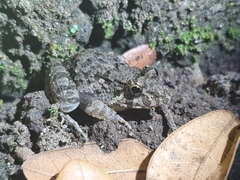 Fejervarya limnocharis