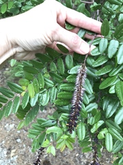 Amorpha glabra
