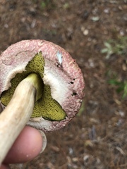 Boletellus ananas image