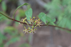 Periploca