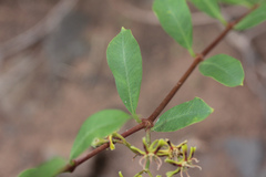 Periploca