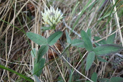 Trifolium ochroleucon