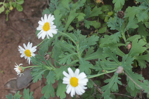 Argyranthemum coronopifolium