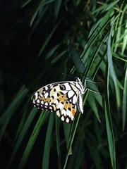 Papilio demoleus
