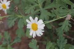 Argyranthemum coronopifolium, photograph author not stated, no rights reserved