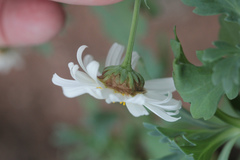 Argyranthemum coronopifolium, photograph author not stated, no rights reserved