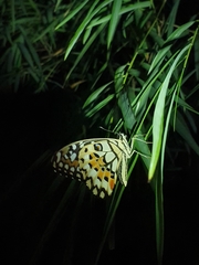 Papilio demoleus
