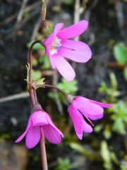 Primula matthioli