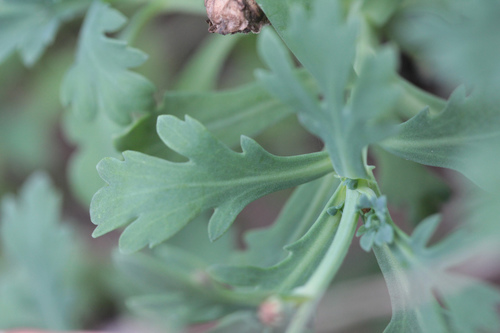 Argyranthemum coronopifolium, photograph 4