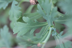 Argyranthemum coronopifolium, photograph author not stated, no rights reserved
