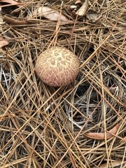 Boletellus ananas image