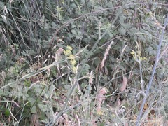 Trifolium angustifolium