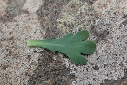 Argyranthemum coronopifolium, photograph 5