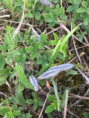 Chamaecytisus ratisbonensis