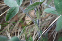 Trifolium ochroleucon