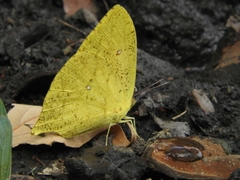 Phoebis neocypris virgo