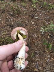 Boletellus ananas image