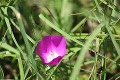 Callirhoe involucrata