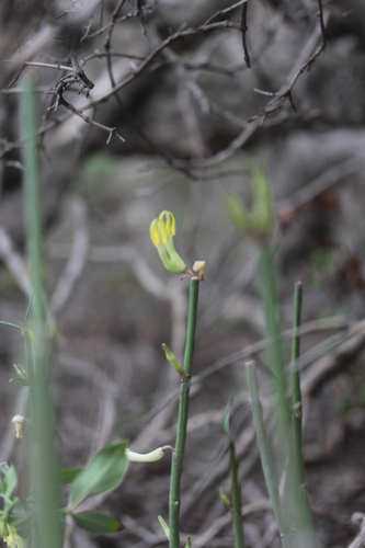 Ceropegia dichotoma