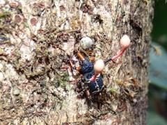 Heilipodus degeeri