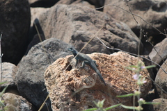 Sceloporus minor