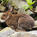 Washington Snowshoe Hare - Photo (c) John D Reynolds, some rights reserved (CC BY-NC), uploaded by John D Reynolds