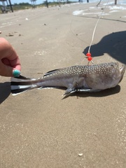 Astroscopus y-graecum