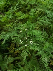 Trepocarpus aethusae