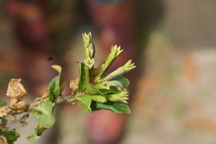 Cestrum buxifolium